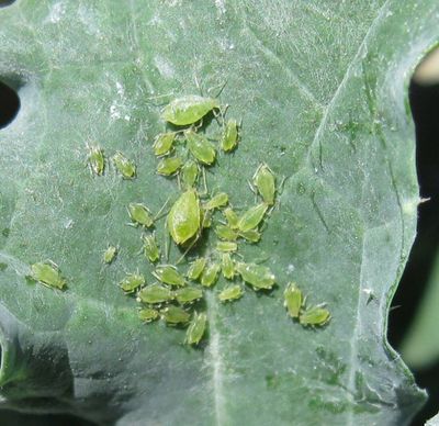 Aphids are a common challenge on a wide variety of plants this time of year. This broccoli leaf is covered with adult and nymph aphids. Predatory insects like adult and larvae ladybugs, lacewings and syrphid fly can control small infestations.  (Washington State University)