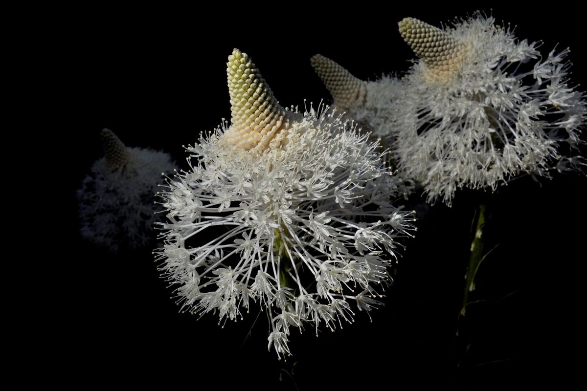 Beargrass, which blooms in June, is a tall attraction for trail users at Mount Spokane State Park. RICH LANDERS PHOTO (Rich Landers / The Spokesman-Review)