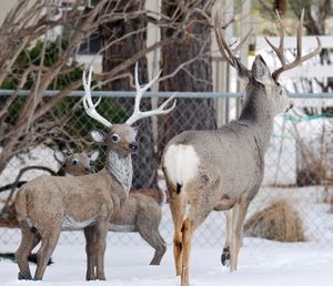 ORG XMIT: MTBIL101 A mule deer buck mingles with statues of deer in a yard in Billings, Mont., Tuesday, Jan. 6, 2009. The mature buck made its bed near the smaller statures and spent most of his day with them. (AP Photo/Billings Gazette, David Grubbs) (David Grubbs / The Spokesman-Review)