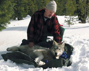 This Feb. 13, 2010 file photo provided by the Oregon Department of Fish and Wildlife shows wolf coordinator Russ Morgan with a female wolf pup just fitted with a radio collar in northeastern Oregon. For the past year, Oregon has been a wolf-safe zone, where a temporary court order bars wildlife officials from killing wolves that kill livestock. While wolf numbers has risen to 46, the number of livestock kills has not. Wolf advocates hope the Oregon experiment can spread elsewhere, especially Idaho, where rising numbers of wolves killed last year was accompanied by a spike in livestock attacks. (Oregon Department Of Fish And Wildlife)