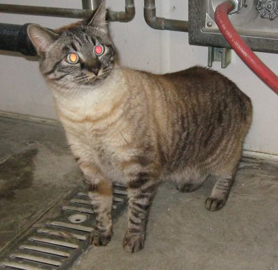 Photo courtesy of SCRAPS (Photo courtesy of SCRAPS / The Spokesman-Review)