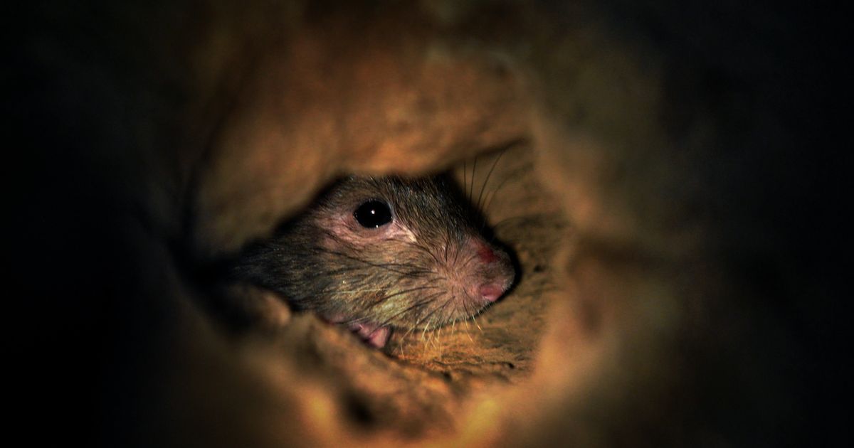 To win its fight against rats, D.C. turns to birth control – again