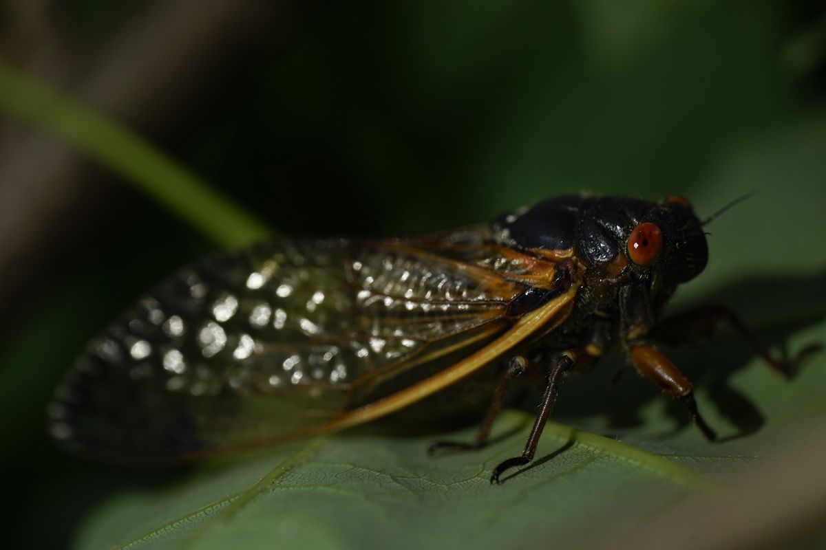 An adult cicada is seen in Washington, D.C., on Thursday. Trillions of cicadas are about to emerge from 15 states in the U.S. East. (Carolyn Kaster/Associated Press)