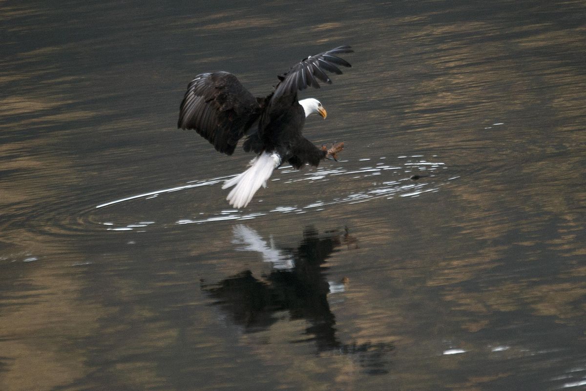 A bald eagle snags a fish at Beauty Bay along the shore of Lake Coeur d