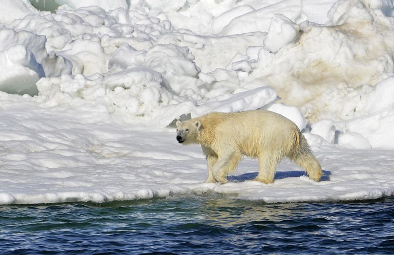 In this June 15, 2014, file photo, a polar bear dries off after taking a swim in the Chukchi Sea in Alaska. (Brian Battaile / U.S. Geological Survey)