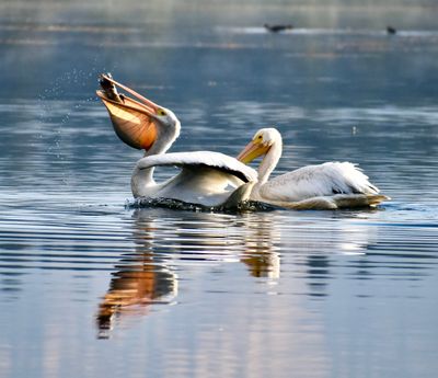 Nia Patton took this photo of a Pelican scarfing down some breakfast on the Pend Oreille River, on Sept. 7, 2022 near Usk, Wash.  (Courtesy of Nia Patton)
