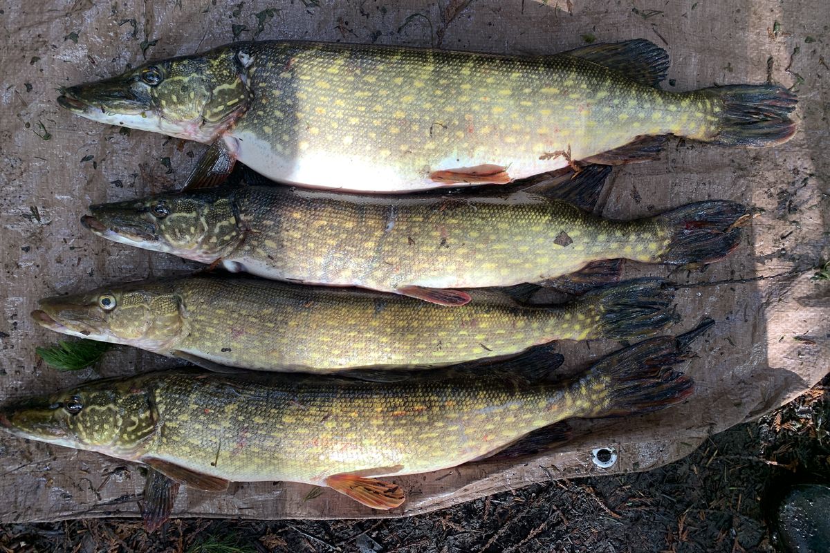 Northern pike are considered invasive in Washington. Both tribal and state officials have been working to suppress them in the Pend Oreille and Columbia rivers.  (Courtesy of WDFW)