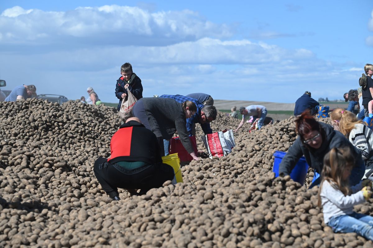 Families and individuals stop to gather potatoes from a long pile in a farm field along Sprague Road on the West Plains of Spokane Monday, April 22, 2024.  (Jesse Tinsley/THE SPOKESMAN-REVIEW)