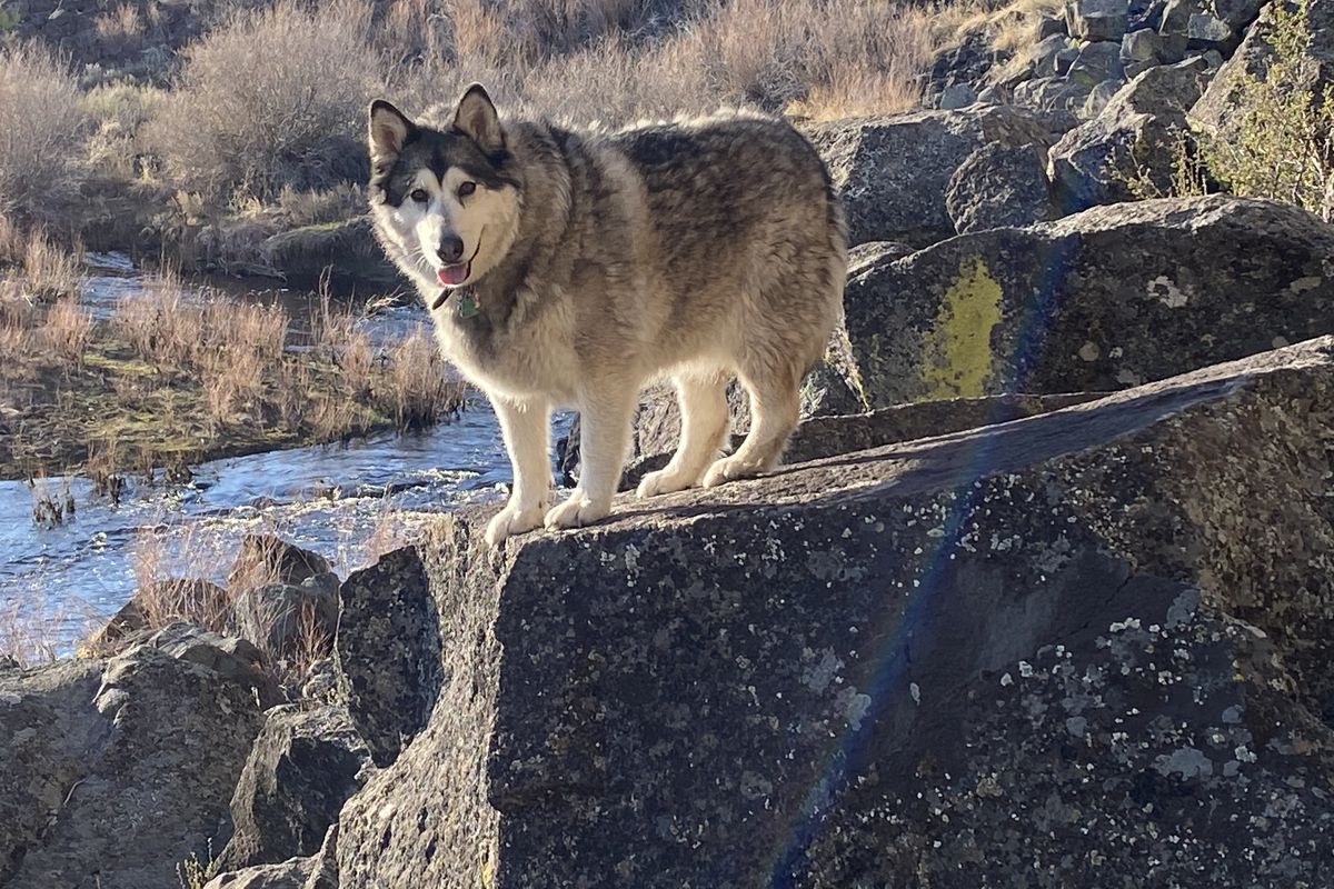 Suki, above, is an Alaskan malamute that was shot after being mistaken for a wolf.  (Courtesy  KOLB FAMILY)