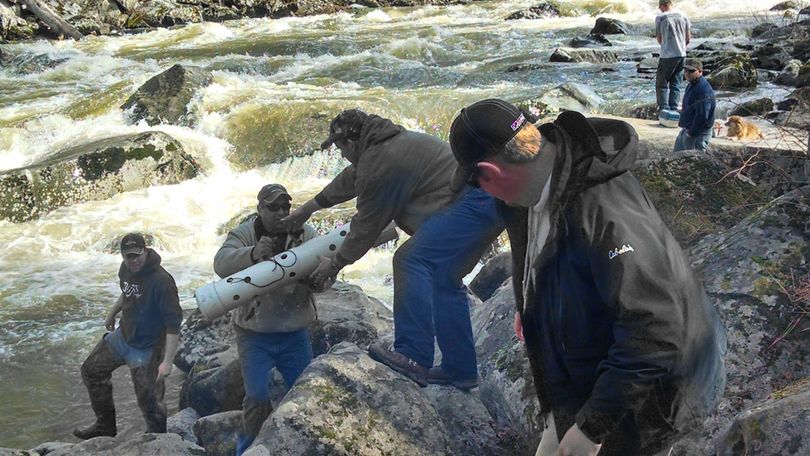 Volunteers catch steelhead in the South Fork Clearwater River and put them into tubes for transfer to a hatchery. (Idaho Department of Fish and Game)