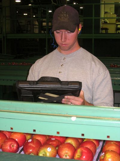 Mark Jolley, a fruit inspector for the Washington state Department of Agriculture, inspects apples for grade and quality at a Yakima warehouse. Portable computers deployed by the department at warehouses and packing sheds are speeding the inspection process, while making it easier for industry officials to gather information necessary to market the crop and monitor shipments.  (Associated Press / The Spokesman-Review)