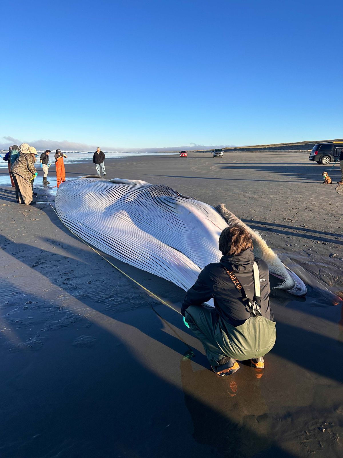 Members of the NOAA West Coast Marine Mammal Stranding Network measure the dead fin whale as they perform the necropsy. (MUST CREDIT: Tiffany Boothe/Seaside Aquarium) 