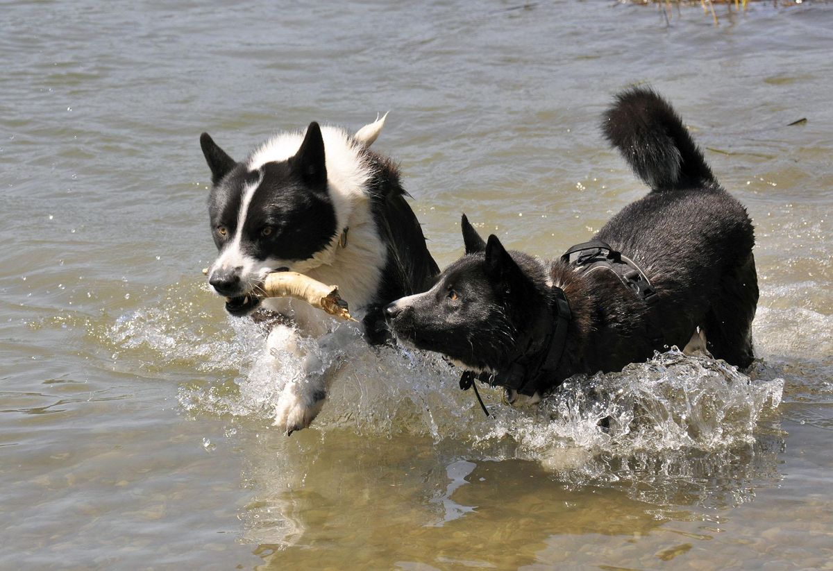 Karelian Bear Dogs - May 14, 2016 | The Spokesman-Review