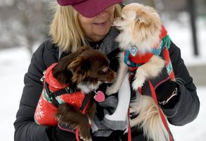 Frigid Fido: Keep pets hydrated, give them access to shelter during cold spurts