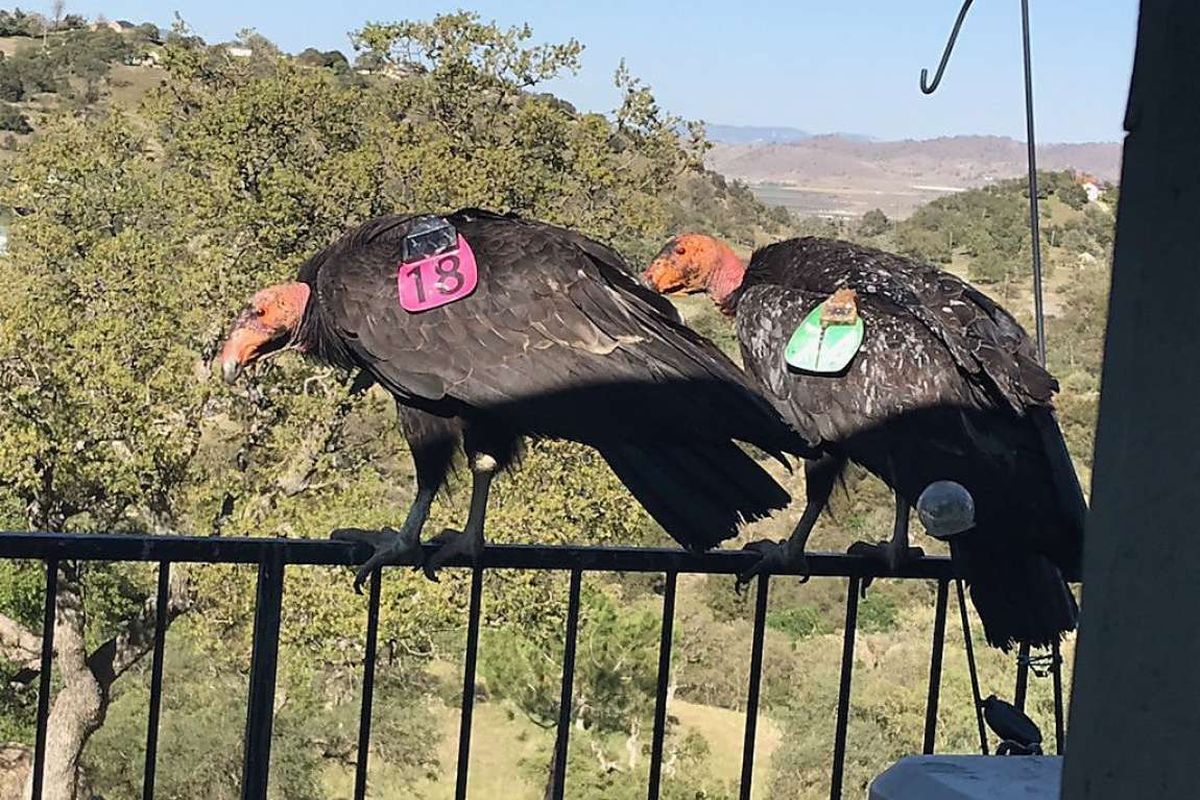 Two California condors rest on Cinda Mickols’ porch railing over the weekend in Tehachapi, Calif. (Cinda Mickols)