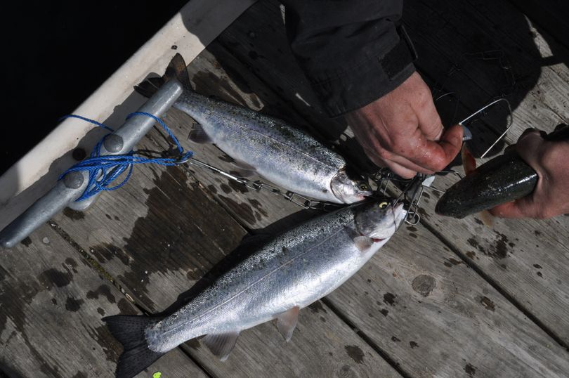 An angler puts another trout on a stringer during opening day at Williams Lake. (Rich Landers)