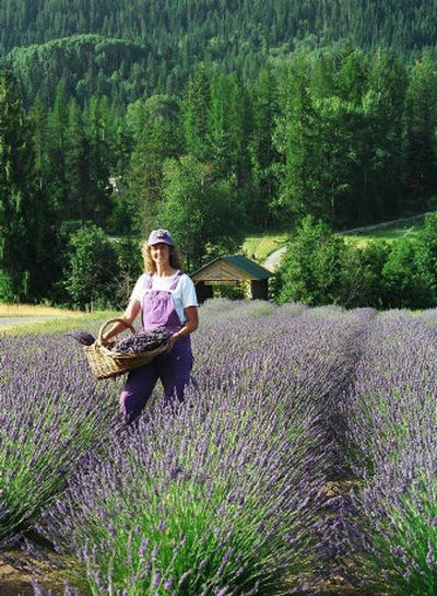 
Jan Sylte stands in her field of lavender at her Mountains View Ranch where the first Annual Northwest Lavender Guild Festival will be held July 16 and 17. 
 (Photo courtesy of Northwest Lavender Guild / The Spokesman-Review)