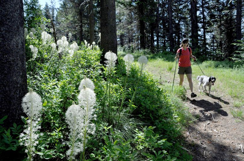 Meredith Heick enjoys the blooming beargrass during a June hike with her dog, Scout, on Mount Spokane State Park trails, where dogs are required to be on leash. (Rich Landers)