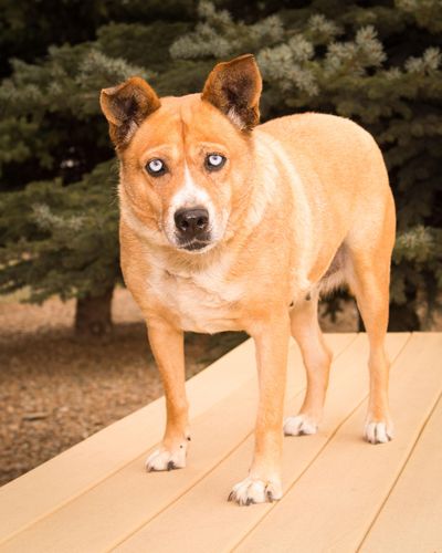 Ruby, Heeler, female has eyes that will hypnotize you. She is a really sweet, dignified girl who needs a loving owner to give her lots of TLC. With her age, she has some minor medical issues but nothing that can't be handled. Photo by Karen Fosberg