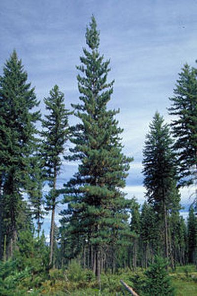 A Western white pine, also known as a Pinus monticola, center, stands in Idaho.  (Chris Schnepf/University of Idaho)