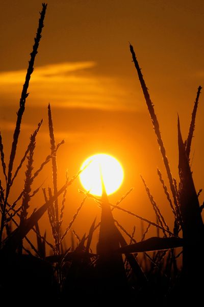 The sun rises over a cornfield in Pleasant Plains, Ill., in July. Federal scientists say July was the hottest month recorded in the Lower 48 states. (Associated Press)