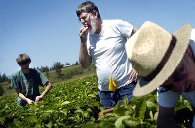 
John Kinney, center, of Metaline Falls, pauses from picking strawberries to pop one in his mouth at Knapp's strawberry fields Monday afternoon. Recent rains have helped this year's crop. 
 (Holly Pickett / The Spokesman-Review)