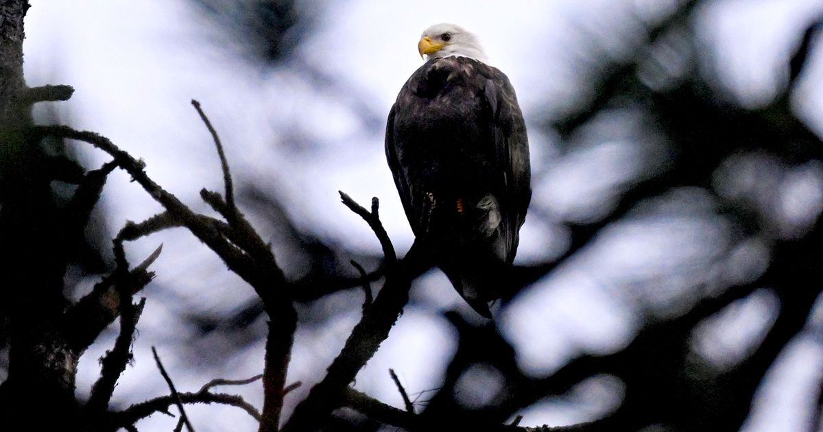 Could a bald eagle and a winery block a proposed rock quarry along the Boise River?