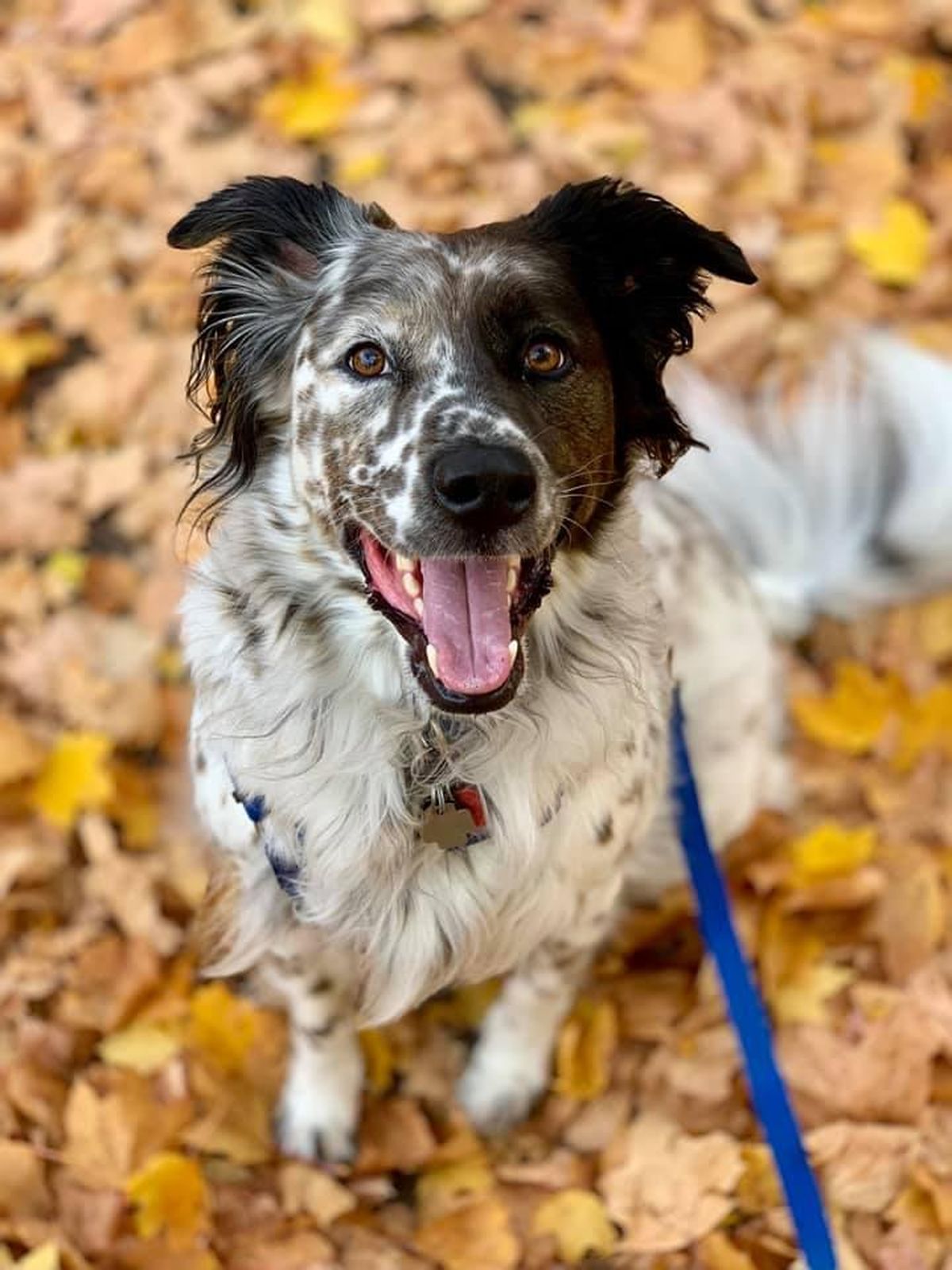 Five months after 4-year-old collie mix Hank (pictured), was electrocuted on a heated downtown sidewalk, the Spokane City Council passed a new law that would require local businesses to update heated sidewalks to modern safety standards. (Courtesy)