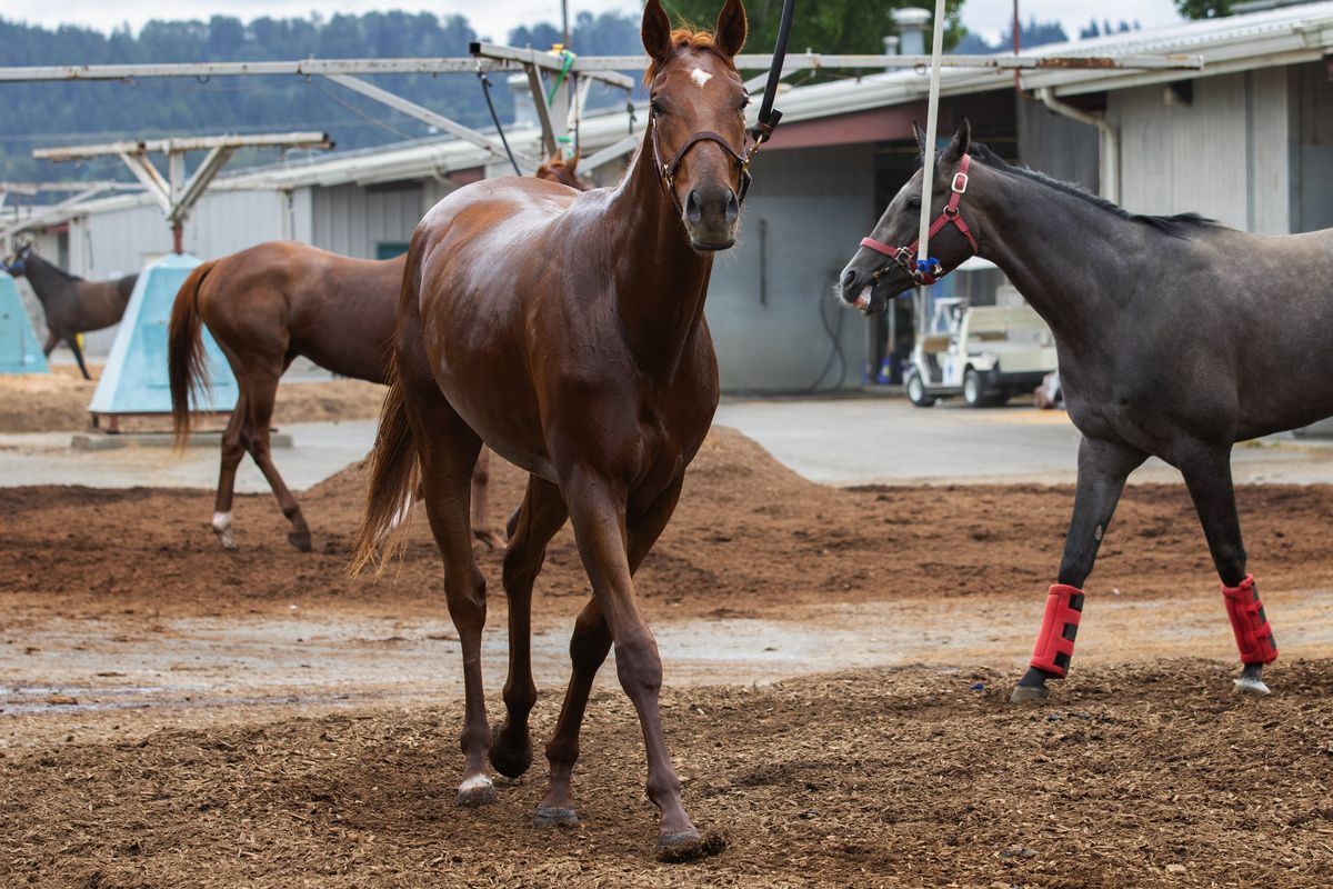 Two-year-old Myuddermamasisapaint cools down after exercising on the track Tuesday, August 18, 2020 at Emerald Downs in Auburn. Myuddermamasisapaint, who was orphaned at birth and raised by a mom who had just lost a foal, is now ready to start racing at Emerald Downs.   (Ellen M. Banner/Seattle Times)