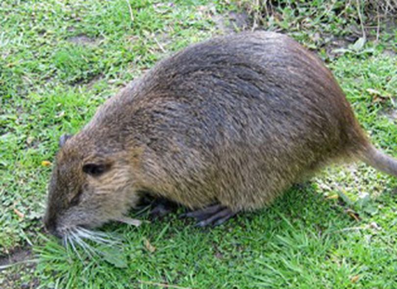 Nutria, a fury invasive species to the United States. (U.S. Department of Agriculture)