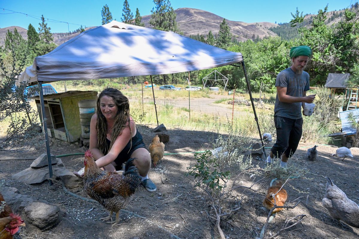 Emma Stime, left, and partner Adam Striker, right, residents of the Mill Canyon area, feed the chickens they keep at their rural home near where the Western Pines fire, outside of Davenport, Washington, burned 5,000 acres of the rugged landscape, seen on the hilltops around them on Wednesday  (Jesse Tinsley/THE SPOKESMAN-REVI)