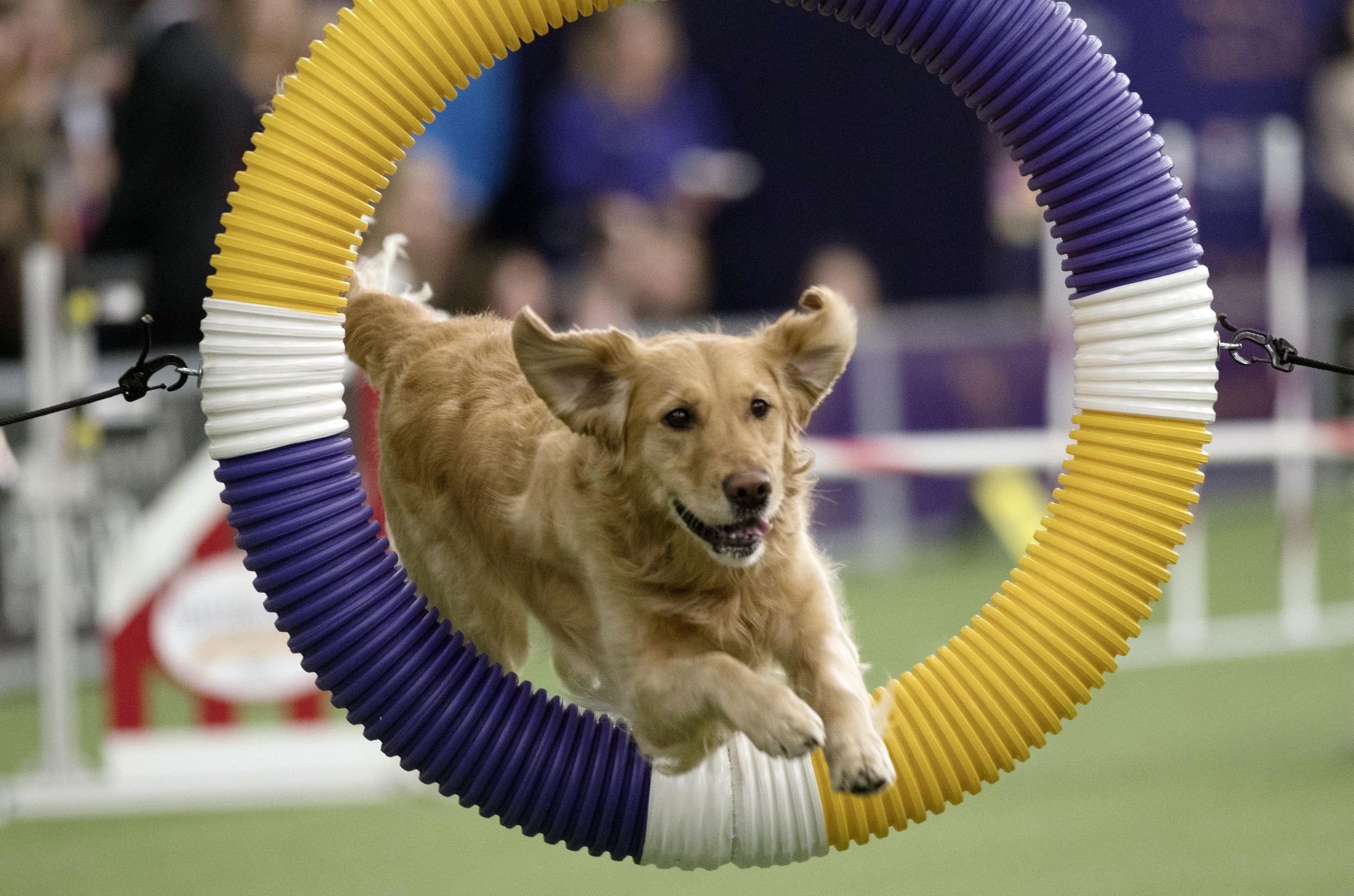 Ask Dr Universe Why Do Dogs Have Wet Noses The Spokesman Review