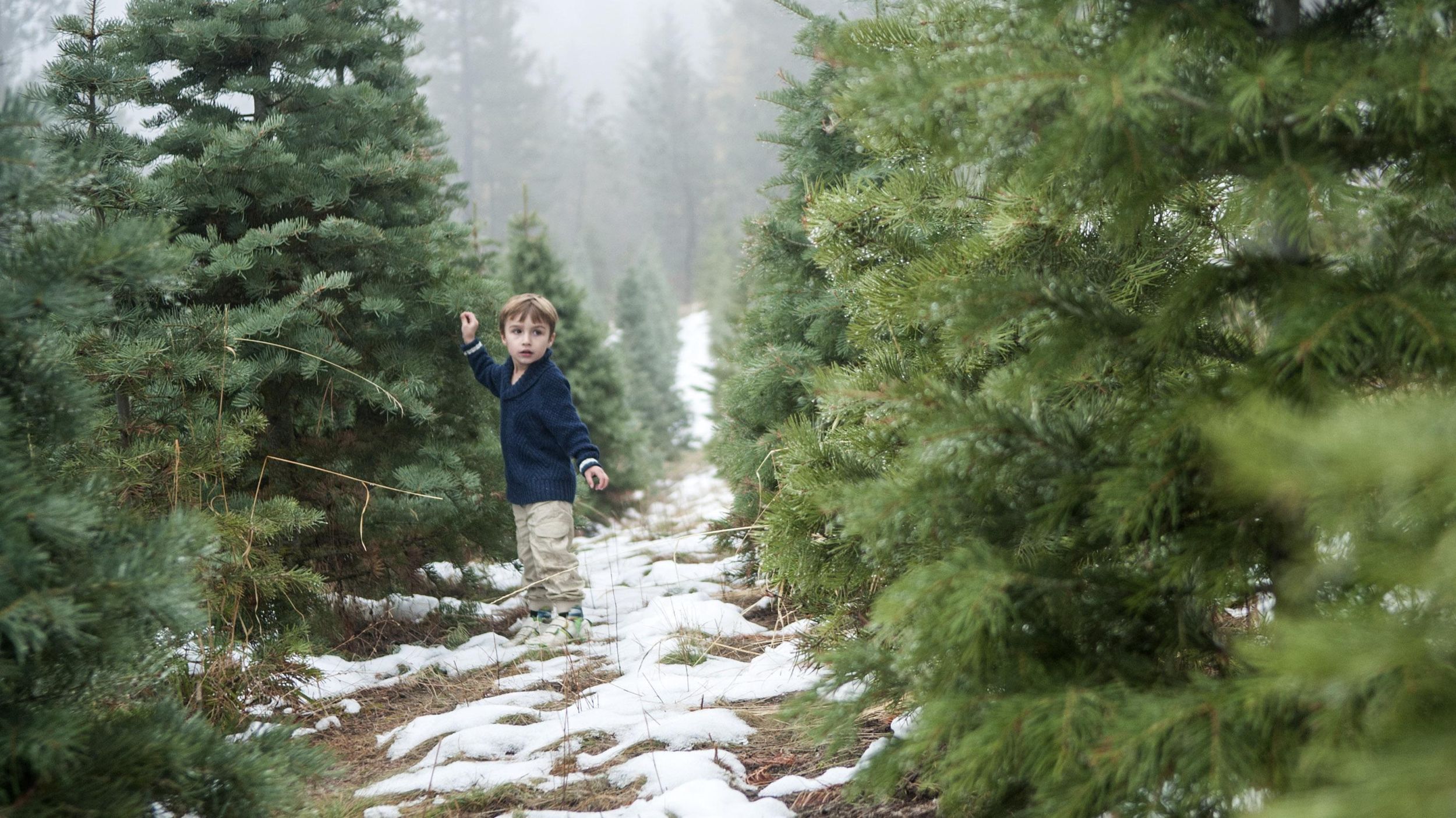 Greenbluff Christmas Experience 2022 Harvest Memories At U-Cut Christmas Tree Farms | The Spokesman-Review