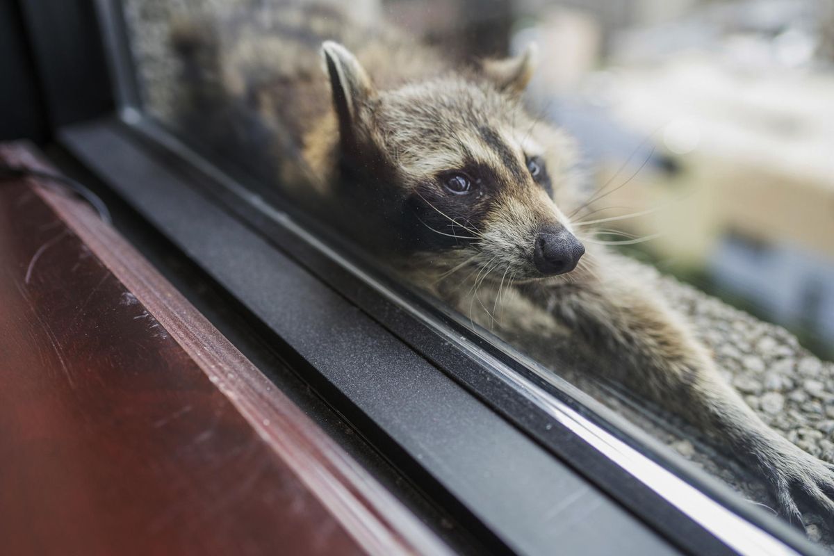 A raccoon stretches out on a windowsill high above downtown St. Paul, Minn., on Tuesday, June 12, 2018. The raccoon stranded on the ledge of a building in St. Paul captivated onlookers and generated interest on social media after it started scaling an office building. (Evan Frost / AP)