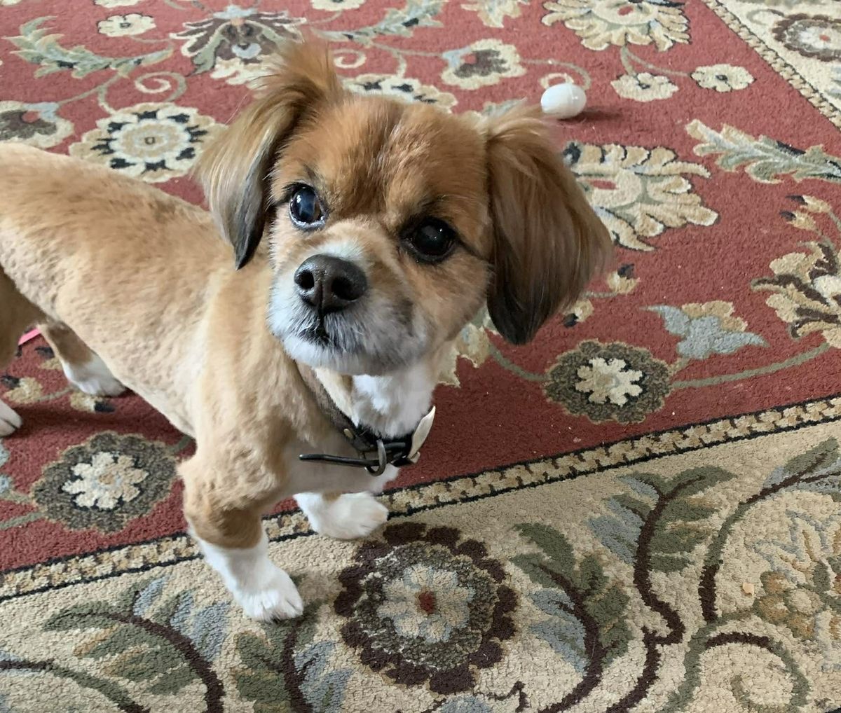 Benny, a small mixed breed, was rescued from a burning home by two strangers Dec. 8 in Madison, Ohio. (Carrie Fedele)