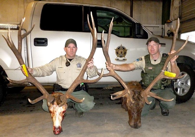 Evidence in a Blue Mountains trophy elk poaching case is confiscated by Washington Department of Fish and Wildlife police officers Sabo and King.  (Washington Department of Fish and Wildlife)