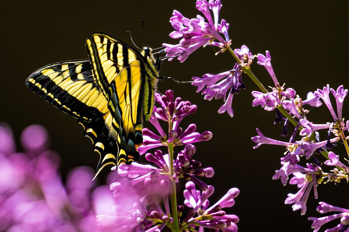 A large Eastern Tiger Swallowtail butterfly gathers nectar from a late-blooming lilac in a yard on Spokane’s South Hill, Friday, June 2, 2023.  (COLIN MULVANY/THE SPOKESMAN-REVIEW)