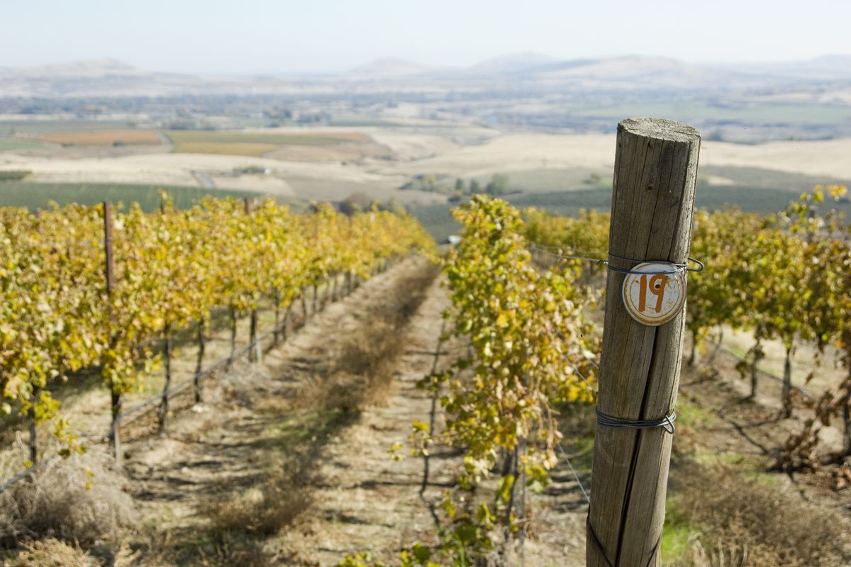 The Prosser area is becoming known as a great place for wine grapes to grow, and consequently, many wineries have sprung up. Some are also within walking distance, allowing for a memorable wine tasting weekend. (Washington Wine Commission)