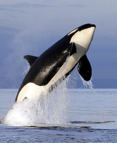 In this Jan. 18, 2014, file photo, an endangered southern resident female orca leaps from the water while breaching in Puget Sound, west of Seattle. (Elaine Thompson / Associated Press)