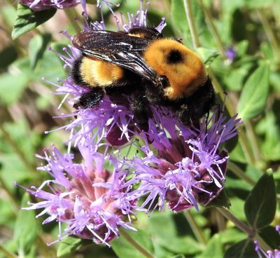 It’s hard to miss a Nevada bumblebee queen. Scientifically known as Bombus nevadensis, it is the largest bumblebee species found in Washington state and its queens can be as big as an inch long. WSU entomologist David James photographed this Nevada queen pollinating coyote mint.  (David James)