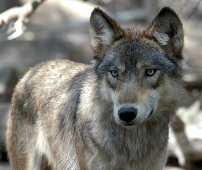 The Washington Department of Fish and Wildlife killed another wolf in the old Profanity Peak Pack area, Friday. (Dawn Villella / AP)