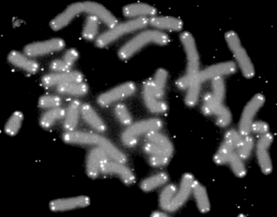 Scientists can stain DNA so they can see different parts under a microscope. Here the glowing white dots are telomeres. Weirdly, some animals like mice have longer telomeres but shorter lives than humans. Jiyue Zhu is studying mouse telomeres to figure out why that is.  (NASA)