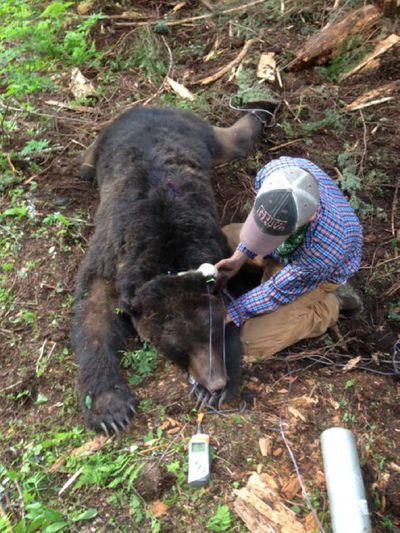 U.S. Fish and Wildlife Service staffer Matt Grode fits a GPS collar on a 430-pound male grizzly bear he and Alex Welander trapped and tranquilized for ongoing research. The bear was trapped and released north of Nordman, Idaho, on June 21, 2014.
(Alex Welander / U.S. Fish and Wildlife Service)