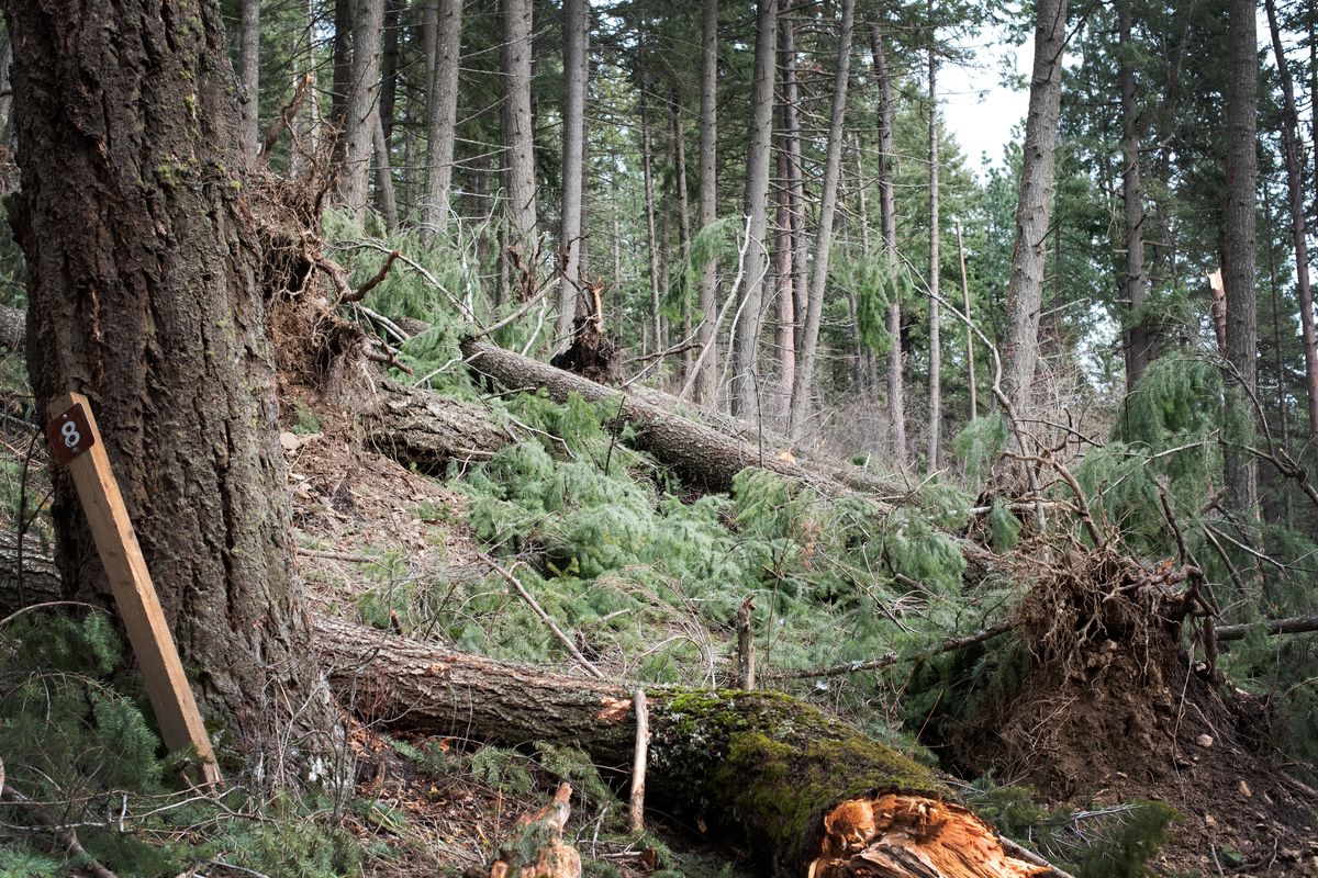 Fallen trees at the Mineral Ridge recreation area near Coeur d’Alene Idaho on Feb. 23, 2021.  (Eli Francovich/The Spokesman-Reviewh)