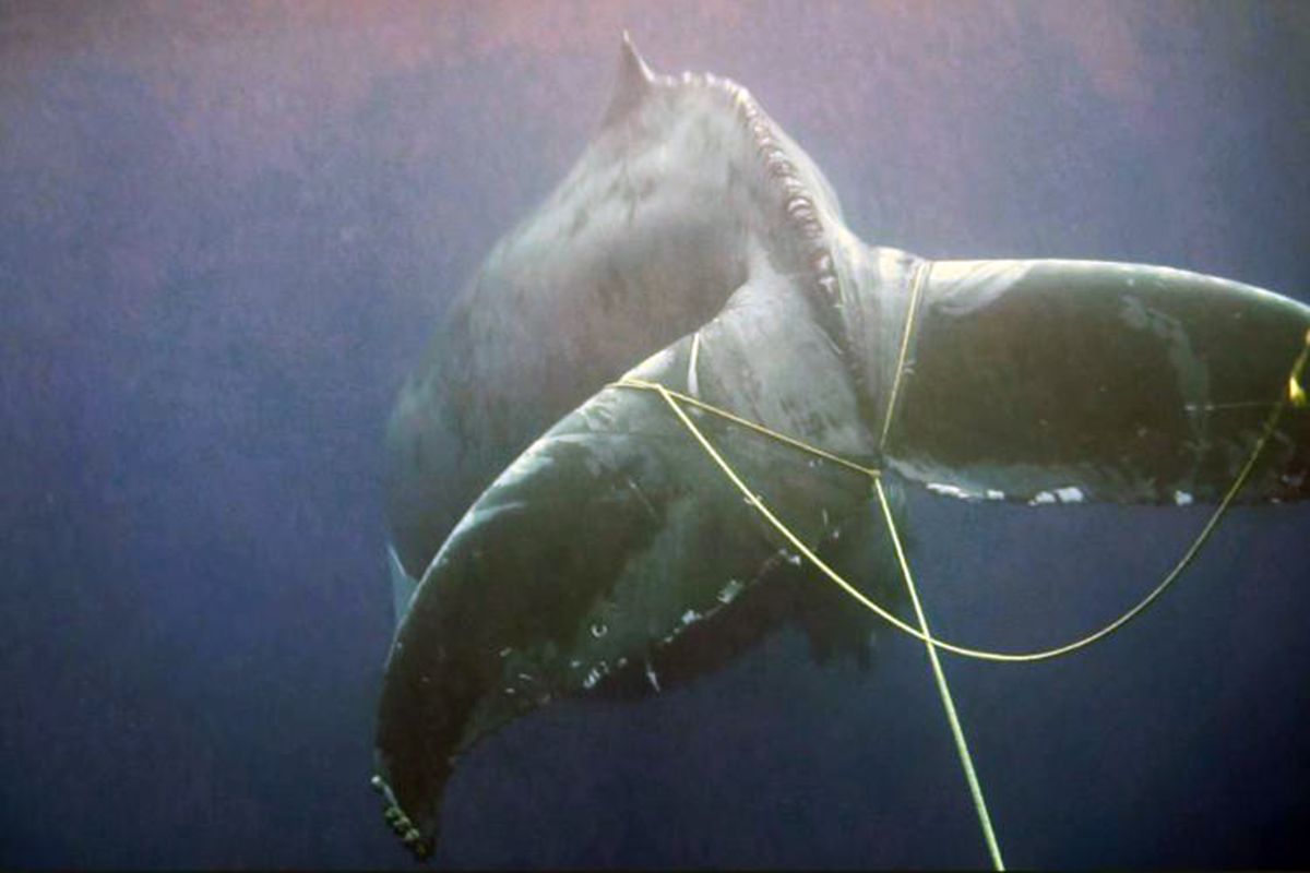 An entangled humpback whale off the coast of California.  (Handout)