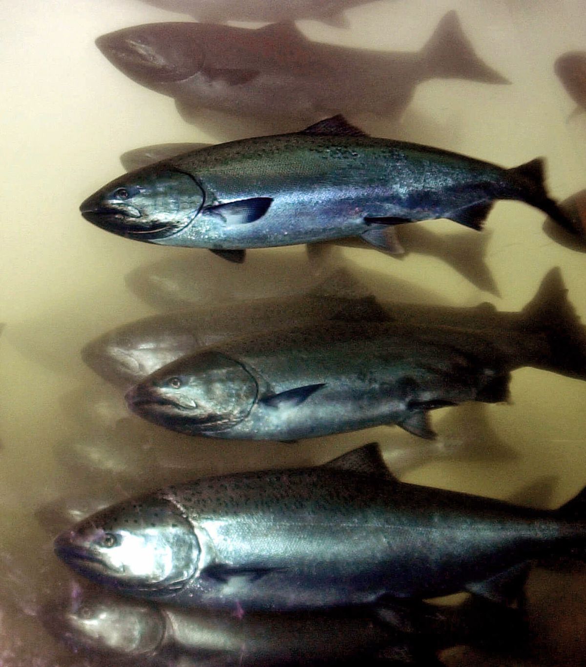 Chinook running past Bonneville Dam are in demand among upstream anglers.