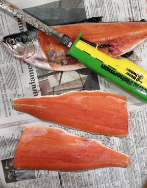 Fillets from a fat 16-inch kokanee caught today in Lake Roosevelt provide enough main course to easily feed three at the Landers family dinner table. (Rich Landers)