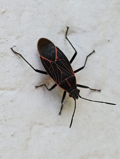 In Spokane, a western boxelder bug takes a jaunt from its maple host tree. The bug is more of a nuisance to humans than a pest to trees.  (Karen Hansen Yancey)