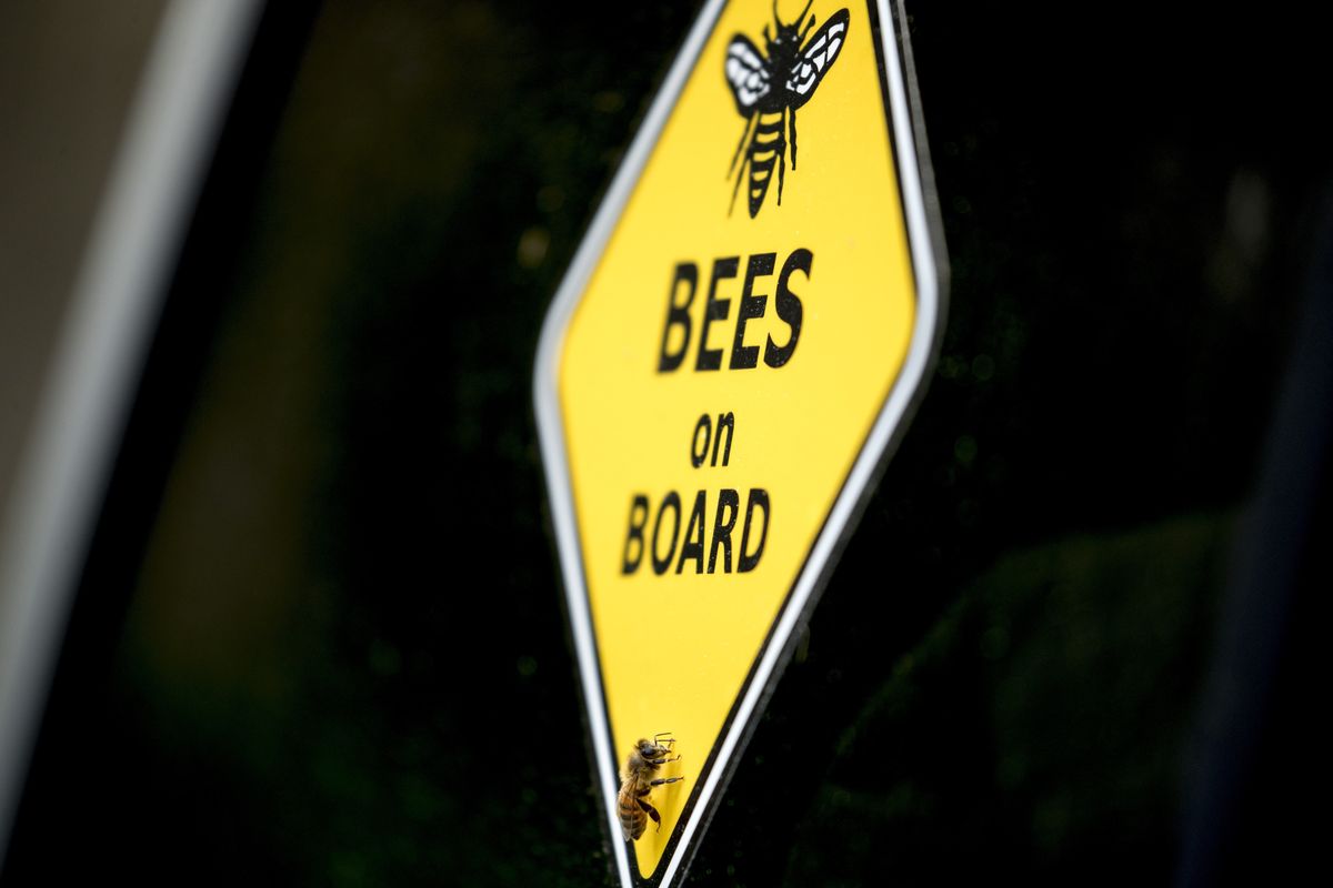 A bee rests on a yellow sign that reads "Bees on Board" on beekeeper Sean Kennedy