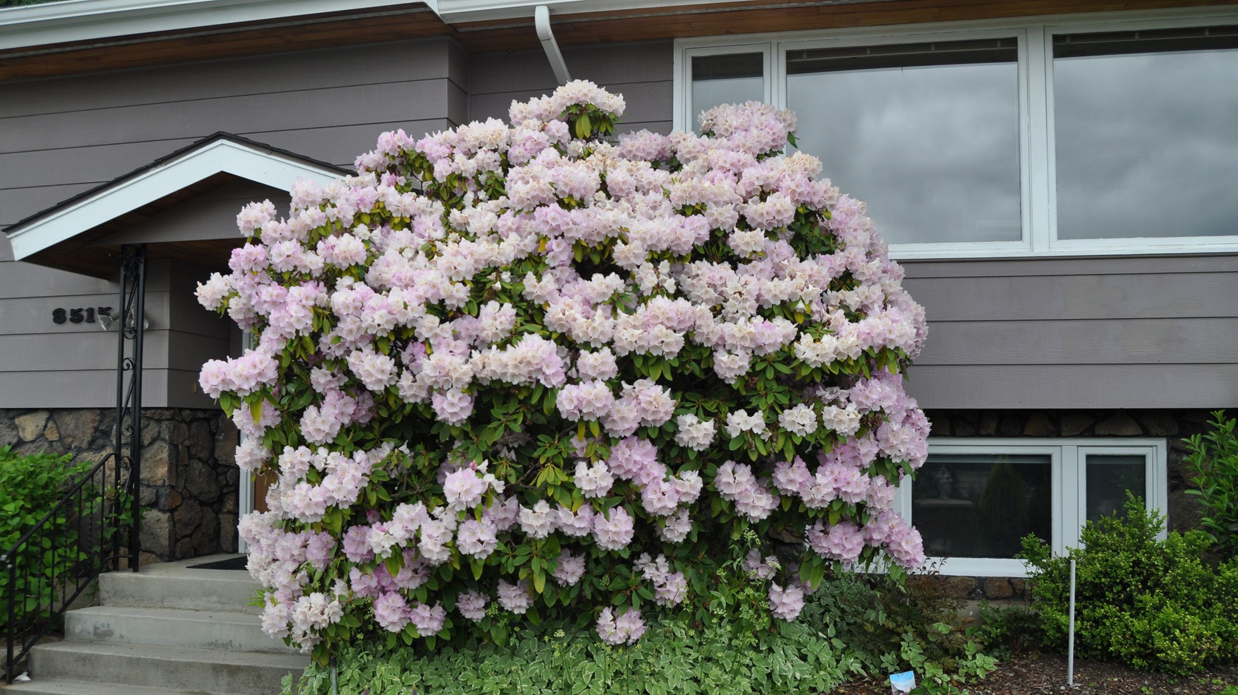 Rhododendrons Choose zone over | The Spokesman-Review